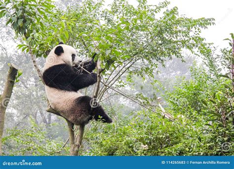 Panda Bear on Bamboo Tree, China Stock Image - Image of forest, green ...