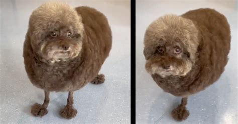 Dog Proves When Haircuts Go Wrong, They Can Go VERY Wrong