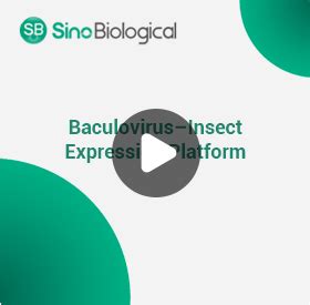 Baculovirus Expression Platform | Sino Biological