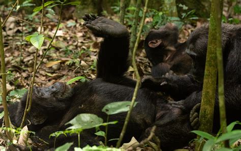 Planning a photography safari to Kibale National Park