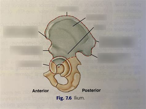 Ilium Anatomy Diagram | Quizlet