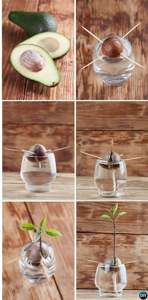 Grow Avocado Tree From Seed [Picture Instructions]