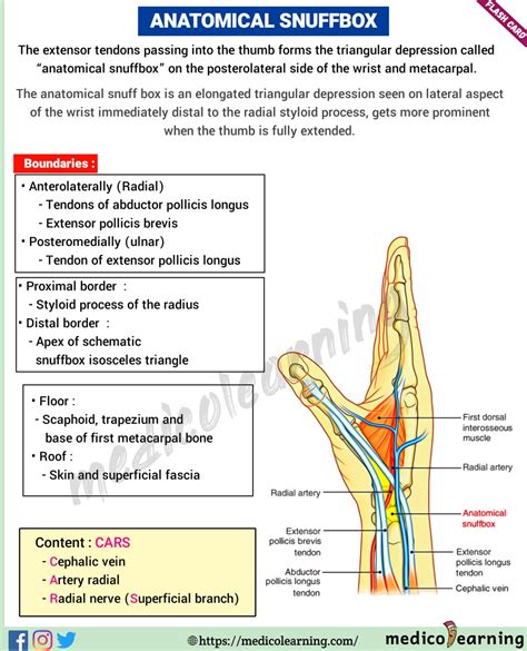 Anatomical snuffBox – MedicoLearning