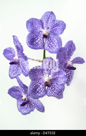 Blue Vanda coerulea Orchid Stock Photo - Alamy