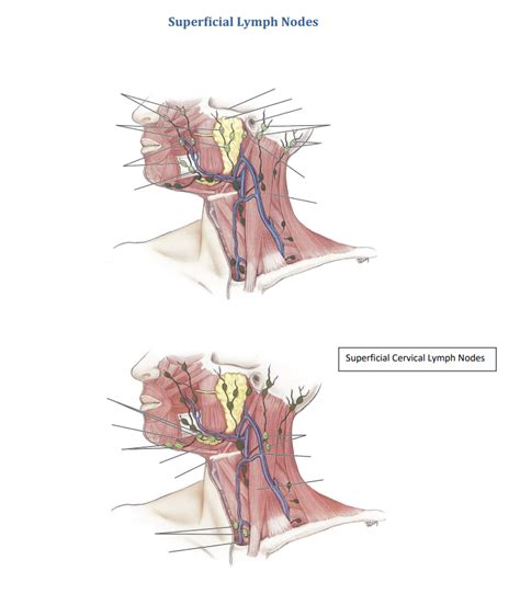 superficial cervical lymph nodes* Diagram | Quizlet