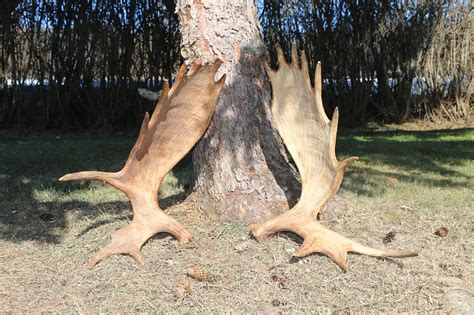 Moose Antlers – P&D International Furtraders