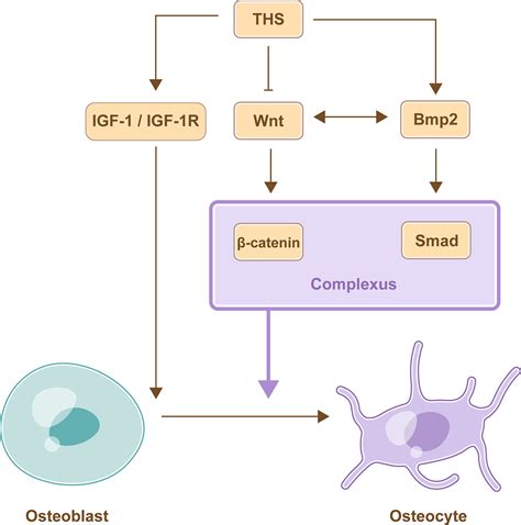 Frontiers | Endocrine Regulation on Bone by Thyroid