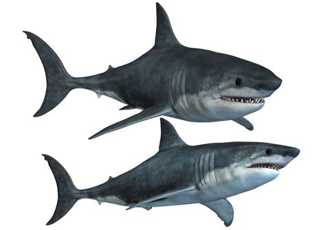 Sharks-2 PNG Stock by Roys-Art on deviantART | Tiburones, Png, Imágenes png