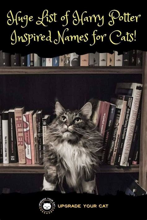 100+ Magical Harry Potter Cat Names! - Upgrade Your Cat