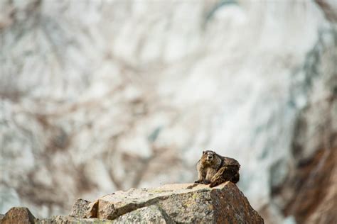 Hoary Marmot | All about Jasper National Park