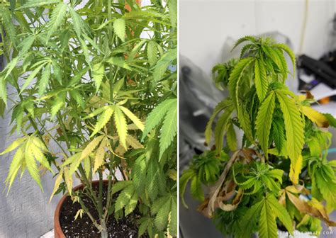 Nitrogen Deficiency in Cannabis: How to Identify and Solve It - GetBudsLegalize.com