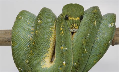 Green tree python | Smithsonian's National Zoo and Conservation Biology Institute