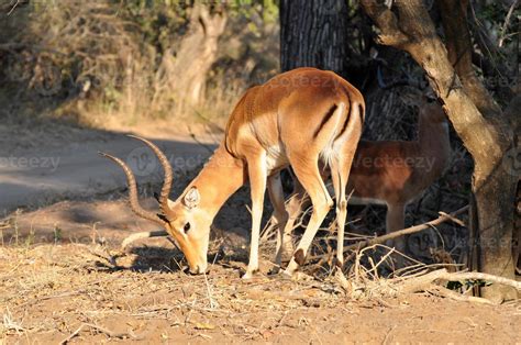 Impala Antelope 844732 Stock Photo at Vecteezy