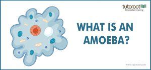 What is an Amoeba? - Structure, Classification, Definition | Tutoroot