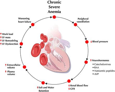 Iron Deficiency Signs and Symptoms -Part IV - Dr. Philip Lee Miller