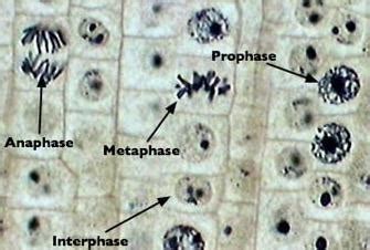 Interphase and prophase are often the hardest to tell apart under the microscope... what are the ...