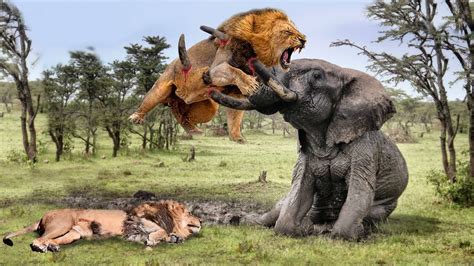 OMG! Crazy Angry Giant Elephant Attacks Lion to Protect His Family ...