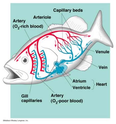 Biology 10: Topic 12a: Fish (Class Pisces)