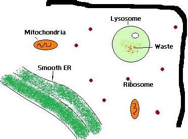 Difference Between Lysosome and Peroxisome | Characteristics, Structure, Function