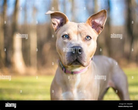 A fawn colored Pit Bull Terrier mixed breed dog with large ears Stock Photo - Alamy