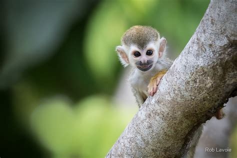 "Baby Squirrel Monkey" by Rob Lavoie | Redbubble