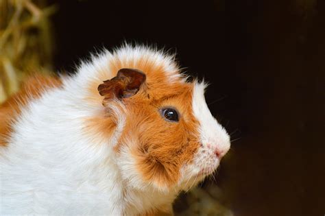 Abyssinian Sheba Guinea Pig; Discovering the Majestic animal - Tiny ...