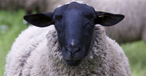 What is the Largest Sheep Breed in the World? - RaisingSheep.net