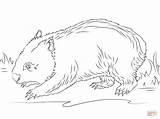 Wombat Coloring Pages Printable sketch template