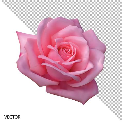 Vector illustration realistic, highly detailed flower of pink rose isolated with transparent ...