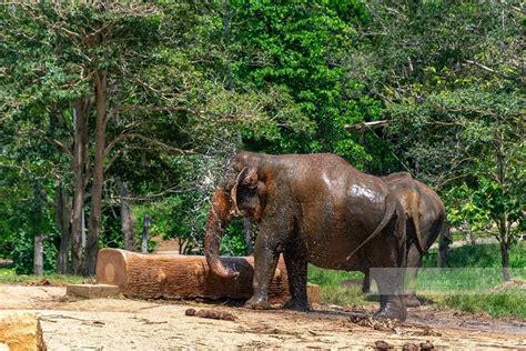 Sri Lankan Elephants - Green Holiday Travels