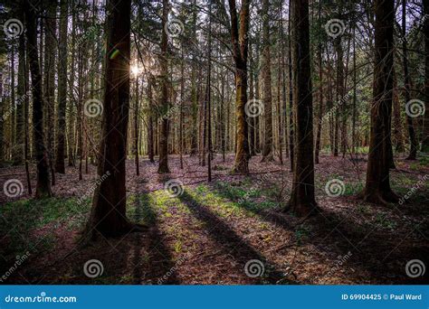 Sunlight and Shadows in the Woods Stock Image - Image of sunlight, norfolk: 69904425