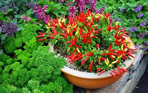 Ornamental Pepper Plant Care – Bed Gardening