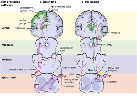 Pain | Introduction to Psychology