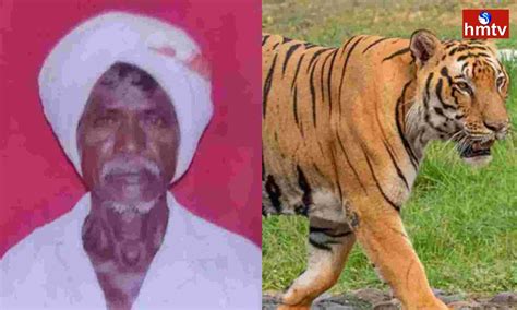 కొమురం భీం జిల్లాలో గిరిజనులపై పులి పంజా...! | Tiger Attack At Tribals ...