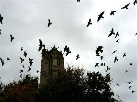 ParisDailyPhoto: The birds!