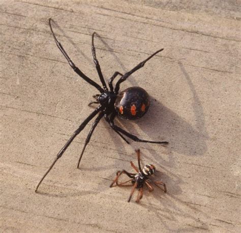 10 Facts about Black Widow Spiders | Fact File