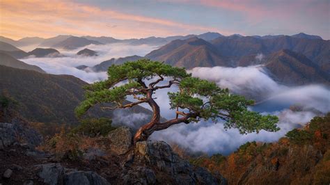 Wild Bonsai of South Korea (OC) [300x1689] NathanielMerz https://ift.tt ...