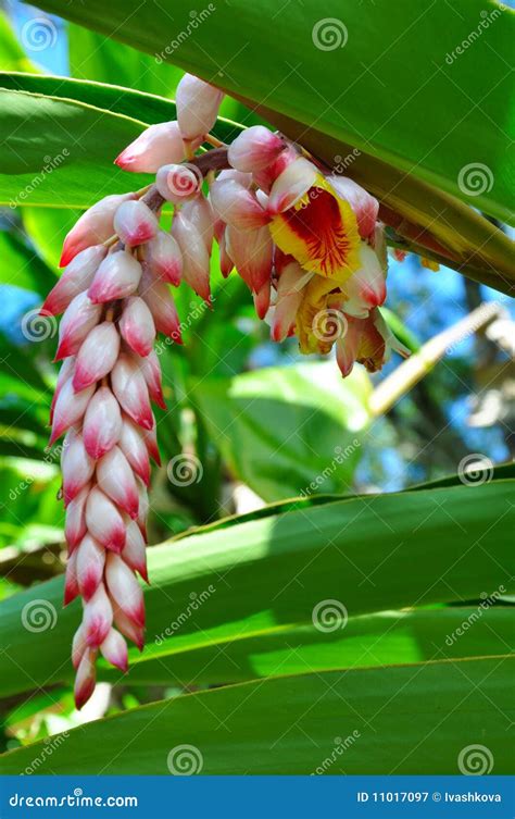 A Flower of Hawaiian Wild Ginger Stock Image - Image of bloom, native ...