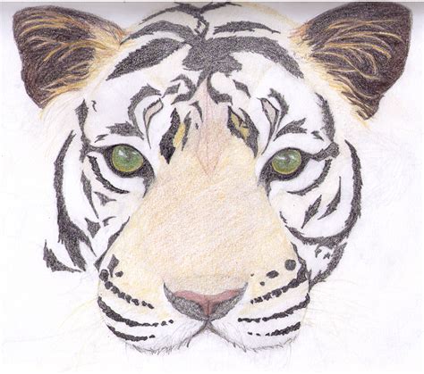 Simple Tiger Face Drawing at PaintingValley.com | Explore collection of Simple Tiger Face Drawing