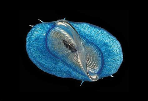 Slideshow: Meet the Neuston, the Diverse Organisms Living at the Ocean's Surface | TS Digest ...