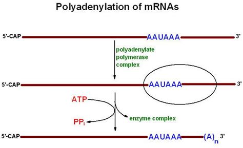 Pin on BCHM 2024: Concepts of Biochemistry