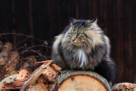 Viking Cats: The Preferred Pets of the Northmen - Life in Norway