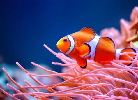 Clownfish Care Sheet | PetMD