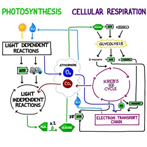 Comparison of Photosynthesis and Respiration Processes. Note the ...