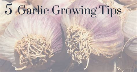 garlic growing tips - Gardening Channel