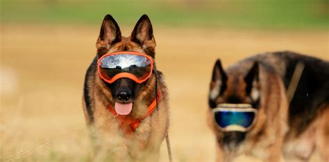 Rex Specs Dog Goggles | hundebrille