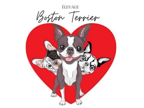 Boston Terrier - Élevage de Boston Terrier à Terrebonne