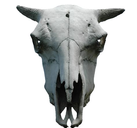 animal skull png cut out by ~subliminal2012 on deviantART | Animal ...