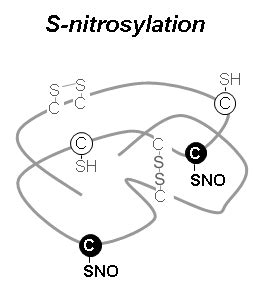 S-Nitrosylation Analysis Service - Creative Proteomics