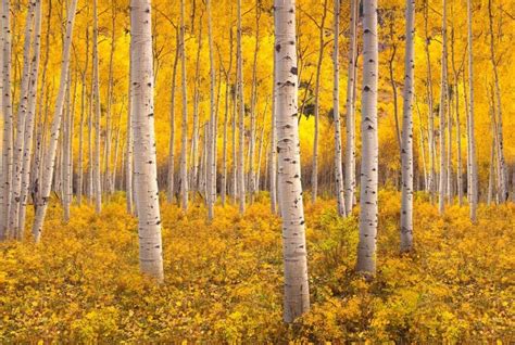 Pando, la colonia clonal en UTAH está amenazada por los ciervos